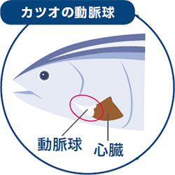 カツオの動脈球