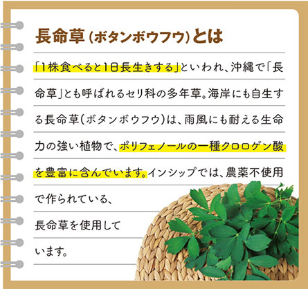 長命草（ボタンボウフウ）とは　「1株食べると1日長生きする」といわれ、沖縄で「長命草」とも呼ばれるセリ科の多年草。海岸にも自生する長命草(ボタンボウフウ)は、雨風にも耐える生命力の強い植物で、ポリフェノールの一種クロロゲン酸を豊富に含んでいます。インシップでは、農薬不使用で作られている、長命草を使用しています。
