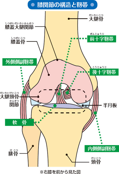 膝関節の構造と靭帯