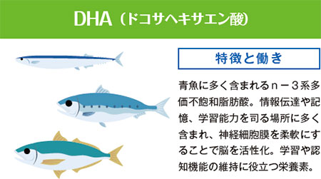 DHA　ドコサヘキサエン酸　青魚に多く含まれるn-3系多価不飽和脂肪酸。情報伝達や記憶、学習能力を司る場所に多く含まれ、神経細胞膜を柔軟にすることで脳を活性化。学習や認知機能の維持に役立つ栄養素。