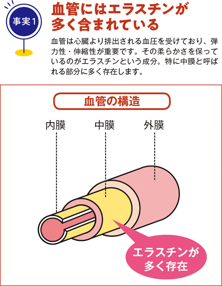 12週間で改善 中高年男女を対象とした12週間の摂取試験を実施。その結果、しゃがみ込みや立ち上がり、膝の痛みやこわばりなどが改善されたことが報告されています。また、軟骨成分「グルコサミン」と併用することで、より効果が発揮されることも報告されています。