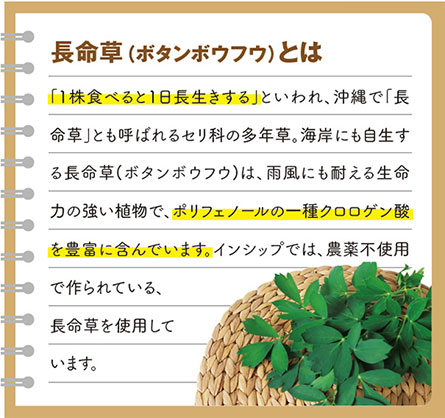 長命草(ボタンボウフウ)とは 「1株食べると1日長生きする」といわれ、沖縄で「長命草」とも呼ばれるセリ科の多年草。海岸にも自生する長命草(ボタンボウフウ)は、雨風にも耐える生命力の強い植物で、ポリフェノールの一種クロロゲン酸を豊富に含んでいます。インシップでは、農薬不使用で作られている、長命草を使用しています。