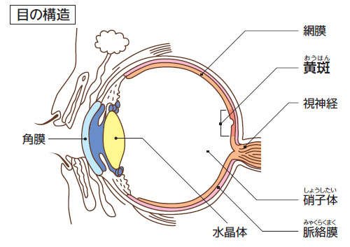 目の構造