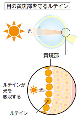 目の黄斑部を守るルテイン
