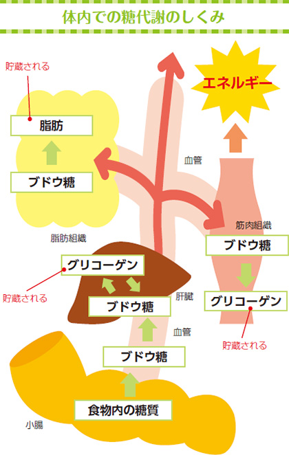 体内での糖代謝のしくみ