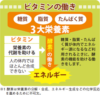 ビタミンの働き 3大栄養素 糖質・脂質・たんぱく質が体内でエネルギー源になるなど利用されるときに、酵素の機能を助ける働きをします。