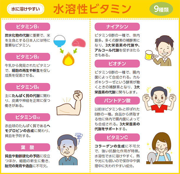水に溶けやすい水溶性ビタミン9種類 ビタミンB1 炭水化物の代謝に重要で、米を主食とする日本人には特に重要なビタミン。 ビタミンB2 牛乳から発見されたビタミンで、細胞の再生や新生を促し成長を促進させる。 ビタミンB6 主にたんぱく質の代謝に関わり、皮膚や神経を正常に保つ働きがある。 ビタミンB12 赤血球のたんぱく質であるヘモグロビンの合成に関わり、貧血を予防する。 葉酸 貧血や動脈硬化の予防に役立つほか、細胞の新生に働き、胎児の発育や造血に不可欠。 ナイアシン ビタミンB群の一種で、体内最多。多くの酵素の補酵素になり、3大栄養素の代謝や、アルコール代謝を促すはたらきもある。 ビオチン ビタミンB群の一種で、腸内菌によって合成される。カルボキシラーゼという酵素が働くときの補酵素となり、3大栄養素の代謝に関与します。 パントテン酸 以前はビタミンB6と呼ばれたB群の一種。食品から摂取する他に体内で腸内菌によっても合成される。3大栄養素の代謝をサポートする。 ビタミンC コラーゲンの生成に不可欠で、強い抗酸化作用が特徴。水溶性で水に溶けやすく、熱や光にも弱いので保存中や調理中に失われやすい成分。