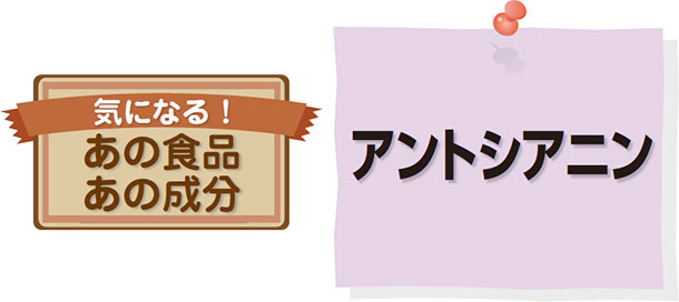 気になるあの食品、あの成分 アントシアニン