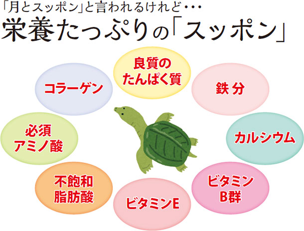 「月とスッポン」と言われるけど・・・栄養たっぷりの「スッポン」 良質のたんぱく質 鉄分 カルシウム ビタミンB群 ビタミンE 不飽和脂肪酸 必須アミノ酸 コラーゲン
