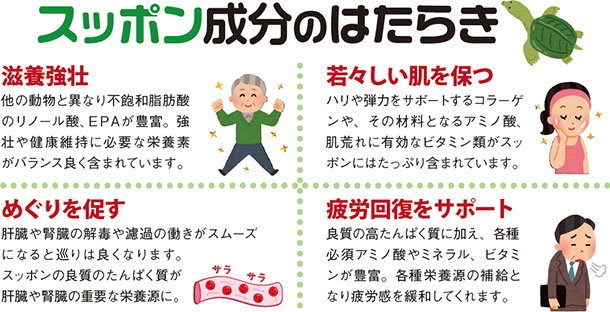 スッポン成分のはたらき 滋養強壮 他の動物と異なり不飽和脂肪酸のリノール酸、EPAが豊富。強壮や健康維持に必要な栄養素がバランス良く含まれています。 めぐりを促す 肝臓や腎臓の解毒や濾過の働きがスムーズになると巡りは良くなります。スッポンの良質のたんぱく質が肝臓や腎臓の重要な栄養源に。若々しい肌を保つ ハリや弾力をサポートするコラーゲンや、その材料となるアミノ酸、肌荒れに有効なビタミン類がスッポンにはたっぷり含まれています。 疲労回復をサポート 良質の高たんぱく質に加え、各種必須アミノ酸やミネラル、ビタミンが豊富。各種栄養源の補給となり疲労感を緩和してくれます。
