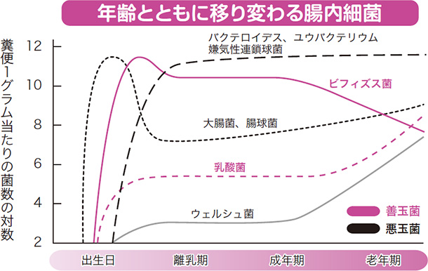 年齢とともに移り変わる腸内細菌