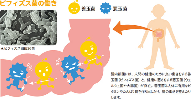 ビフィズス菌の働き 腸内細菌には、人間の健康のために良い働きをする善玉菌(ビフィズス菌)と、健康に悪さをする悪玉菌(ウェルシュ菌や大腸菌)が存在。善玉菌は人体に有用なビタミンやたんぱく質を作り出したり、腸の働きを整えたりします。