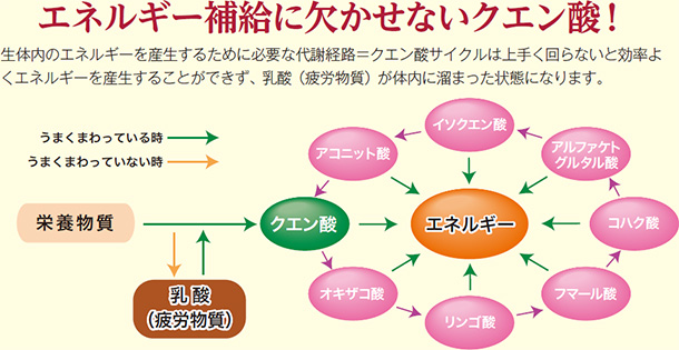エネルギー補給に欠かせないクエン酸!生体内のエネルギーを産生するために必要な代謝経路=クエン酸サイクルは上手く回らないと効率よくエネルギーを産生することができず、乳酸(疲労物質)が体内に溜まった状態になります。