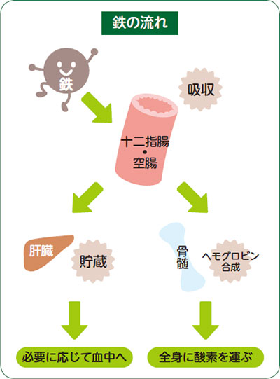 鉄の流れ 十二指腸 空腸 肝臓 骨髄 ヘモグロビン合成