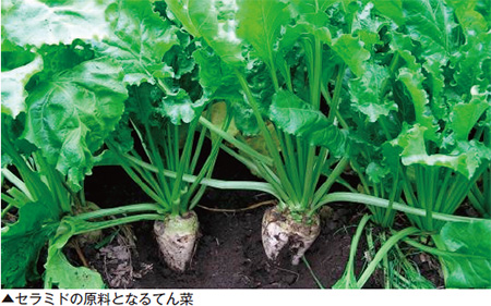 セラミドの原料となるてん菜