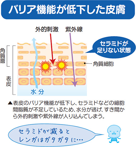 バリア機能が低下した皮膚 表皮のバリア機能が低下し、セラミドなどの細胞間脂質が不足しているため、水分が逃げ、すき間から外的刺激や紫外線が入り込んでしまう。セラミドが減るとレンガはガタガタに・・・