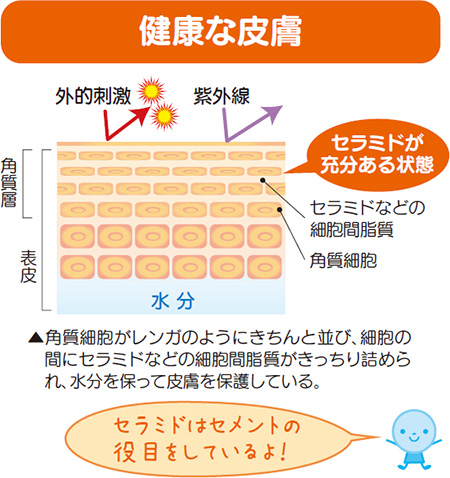健康な皮膚 角質細胞がレンガのようにきちんと並び、細胞の間にセラミドなどの細胞間脂質がきっちり詰められ、水分を保って皮膚を保護している。セラミドはセメントの役目をしているよ!