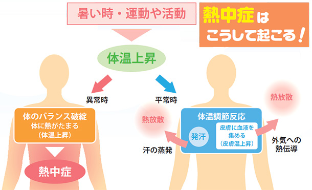 健康な皮膚 角質細胞がレンガのようにきちんと並び、細胞の間にセラミドなどの細胞間脂質がきっちり詰められ、水分を保って皮膚を保護している。セラミドはセメントの役目をしているよ!