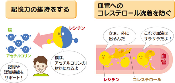 記憶力の維持をする 血管へのコレステロール沈着を防ぐ