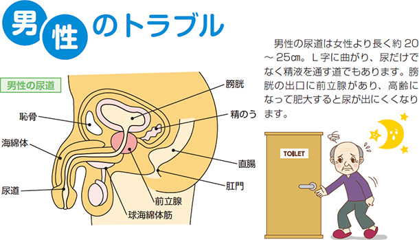 男性のトラブル 男性の尿道は女性より長く約20〜25p。L字に曲がり、尿だけでなく精液を通す道でもあります。膀胱の出口に前立腺があり、高齢になって肥大すると尿が出にくくなります。