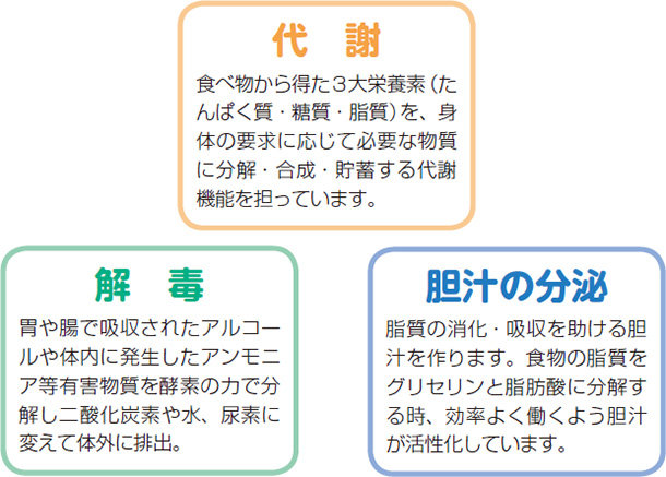 代謝 食べ物から得た3大栄養素(たんぱく質・糖質・脂質)を、身体の要求に応じて必要な物質に分解・合成・貯蓄する代謝機能を担っています。 解毒 胃や腸で吸収されたアルコールや体内に発生したアンモニア等有害物質を酵素の力で分解し二酸化炭素や水、尿素に変えて体外に排出。 胆汁の分泌 脂質の消化・吸収を助ける胆汁を作ります。食物の脂質をグリセリンと脂肪酸に分解する時、効率よく働くよう胆汁が活性化しています。