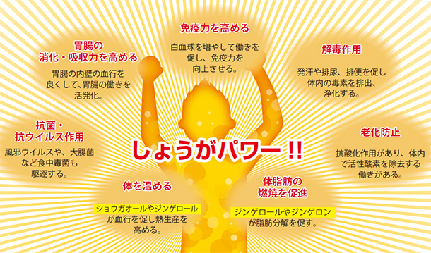 しょうがパワー 免疫力を高める 白血球を増やして働きを促し、免疫力を向上させる。 胃腸の消化・吸収力を高める 胃腸の内壁の血行を良くして、胃腸の働きを活発化。 抗菌・抗ウイルス作用 風邪ウイルスや、大腸菌など食中毒菌も駆逐する。 体を温める ショウガオールやジンゲロールが血行を促し熱生産を高める。 体脂肪の燃焼を促進 ジンゲロールやジンゲロンが脂肪分解を促す。 老化防止 抗酸化作用があり、体内活性酸素を除去する働きがある。 解毒作用 発汗や排尿、排便を促し体内の毒素を排出、浄化する。