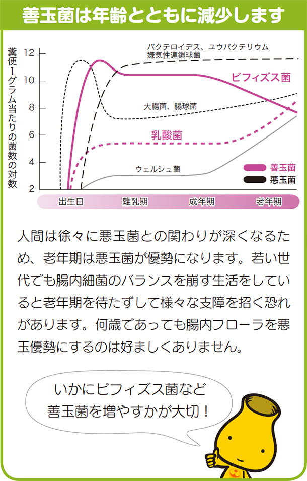 善玉菌は年齢とともに減少します 人間は徐々に悪玉菌との関わりが深くなるため、老年期は悪玉菌が優勢になります。若い世代でも腸内細菌のバランスを崩す生活をしていると老年期を待たずして様々な支障を招く恐れがあります。何歳であっても腸内フローラを悪玉優勢にするのは好ましくありません。いかにビフィズス菌など善玉菌を増やすかが大切!