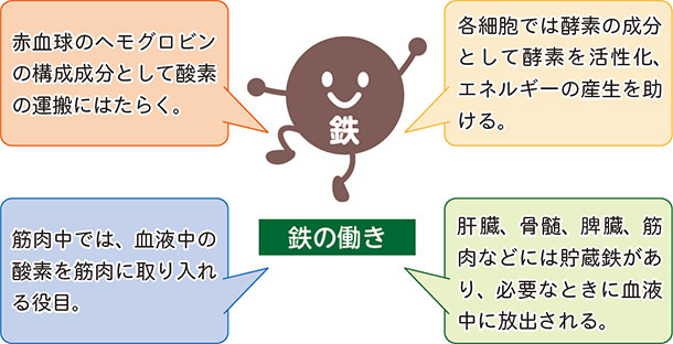 鉄の働き 赤血球のヘモグロビンの構成成分として酸素の運搬にはたらく。 各細胞では酵素の成分として酵素を活性化、エネルギーの産生を助ける。 筋肉中では、血液中の酸素を筋肉に取り入れる役目。 肝臓、骨髄、脾臓、筋肉などには貯蔵鉄があり、必要なときに血液中に放出される。