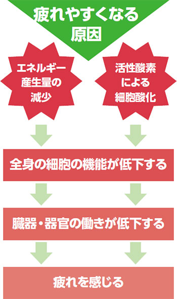 疲れやすくなる原因 エネルギー産生量の減少 活性酸素による細胞酸化 全身の細胞の機能が低下する 臓器・器官の働きが低下する 疲れを感じる