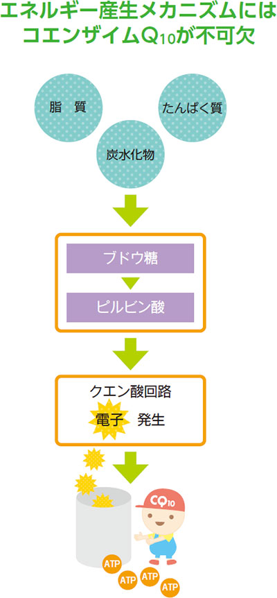 エネルギー産生メカニズムンはコエンザイムQ10が不可欠