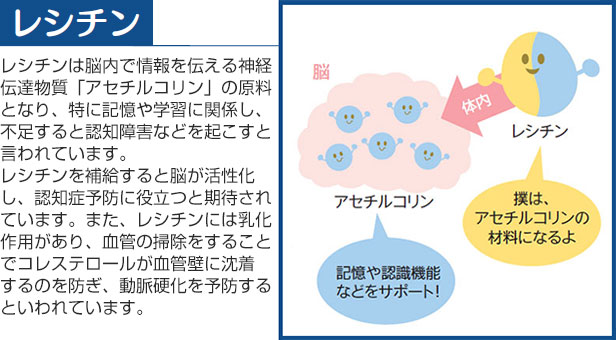レシチン レシチンは脳内で情報を伝える神経伝達物質「アセチルコリン」の原料となり、特に記憶や学習に関係し、不足すると認知障害などを起こすと言われています。レシチンを補給すると脳が活性化し、認知症予防に役立つと期待されています。また、レシチンには乳化作用があり、血管の掃除をすることでコレステロールが血管壁に沈着するのを防ぎ、動脈硬化を予防するといわれています。