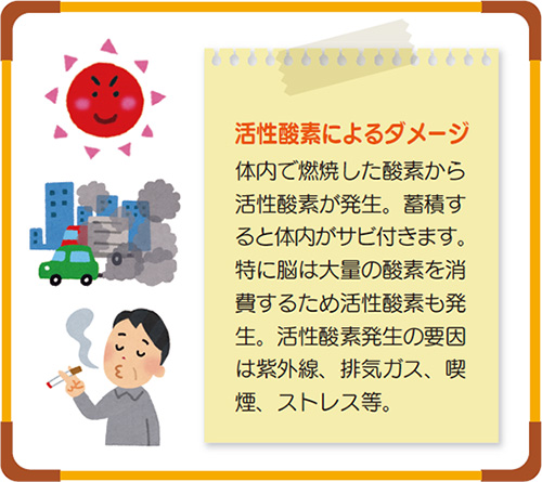 活性酸素によるダメージ 体内で燃焼した酸素から活性酸素が発生。蓄積すると体内がサビ付きます。特に脳は大量の酸素を消費するため活性酸素も発生。活性酸素発生の要因は紫外線、排気ガス、喫煙、ストレス等。