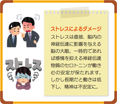 ストレスによるダメージ ストレスは直接、脳内の神経伝達に影響を与える脳の大敵。一時的であれば感情を抑える神経伝達物質のセロトニンが働き心の安定が保たれます。しかし長期だと働きは低下し、精神は不安定に。