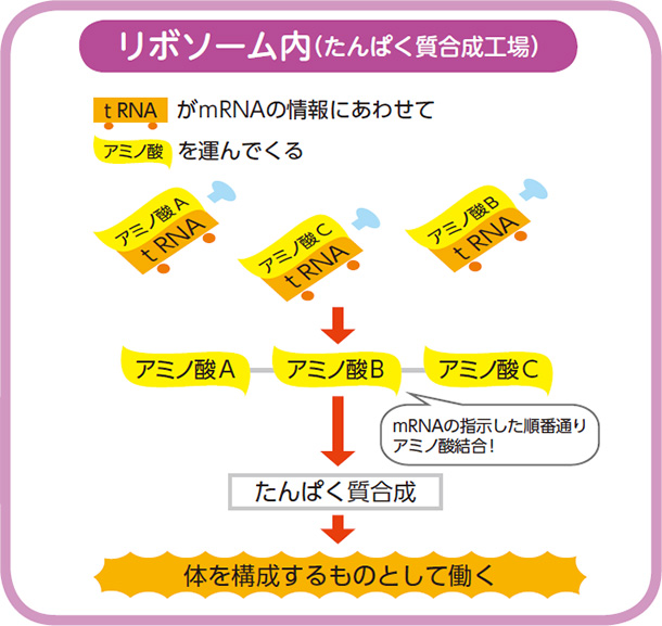 リボゾーム内 たんぱく質合成工場 tRNAがmRNAの情報に合わせてアミノ酸を運んでくる