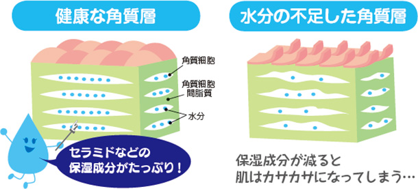 健康な角質層 水分の不足した角質層 セラミドなどの保湿成分がたっぷり 保湿成分が減ると肌はカサカサになってしまう