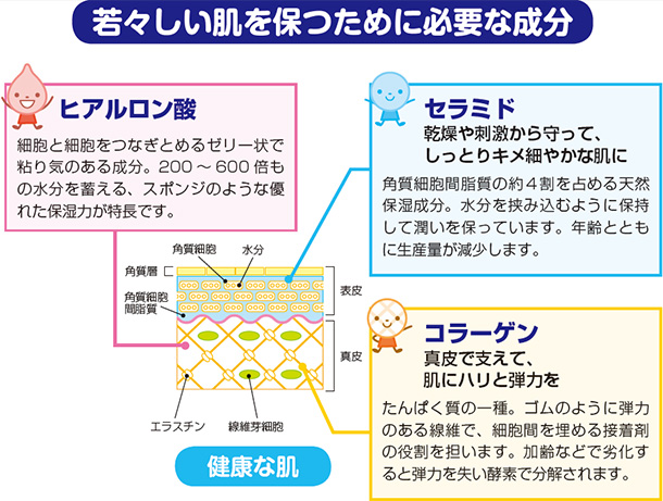 若々しい肌を保つために必要な成分 ヒアルロン酸 細胞と細胞をつなぎとめるゼリー状で粘り気のある成分。200〜600倍もの水分を蓄える、スポンジのような優れた保湿力が特長です。 セラミド 乾燥や刺激から守って、しっとりキメ細やかな肌に 角質細胞間脂質の約4割を占める天然保湿成分。水分を挟み込むように保持して潤いを保っています。年齢とともに生産量が減少します。 コラーゲン 真皮で支えて、肌にハリと弾力を たんぱく質の一種。ゴムのように弾力のある線維で、細胞間を埋める接着剤の役割を担います。加齢などで劣化すると弾力を失い酵素で分解されます。