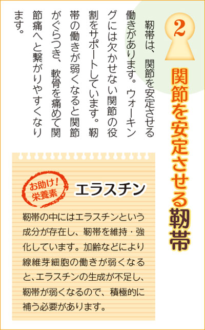 関節を安定させる靭帯 靭帯は、関節を安定させる働きがあります。ウォーキングには欠かせない関節の役割をサポートしています。靭帯の働きが弱くなると関節がぐらつき、軟骨を痛めて関節痛へと繋がりやすくなります。靭帯の中にはエラスチンという成分が存在し、靭帯を維持・強化しています。加齢などにより線維芽細胞の働きが弱くなると、エラスチンの生成が不足し、靭帯が弱くなるので、積極的に補う必要があります。