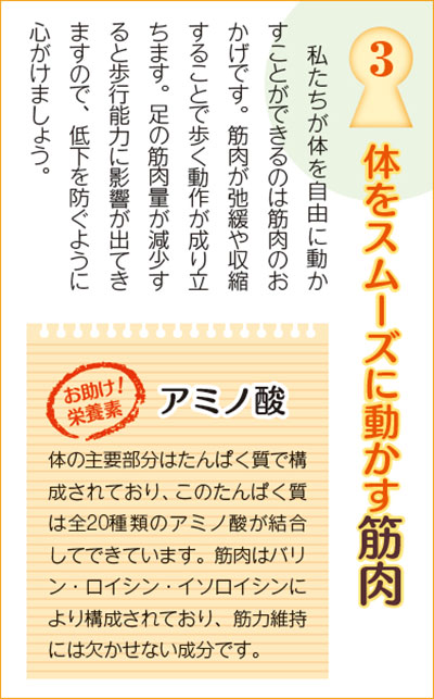 体をスムーズに動かす筋肉 私たちが体を自由に動かすことができるのは筋肉のおかげです。筋肉が弛緩や収縮することで歩く動作が成り立ちます。足の筋肉量が減少すると歩行能力に影響が出てきますので、低下を防ぐように心がけましょう。体の主要部分はたんぱく質で構成されており、このたんぱく質は全20種類のアミノ酸が結合してできています。筋肉はバリン・ロイシン・イソロイシンにより構成されており、筋力維持には欠かせない成分です。