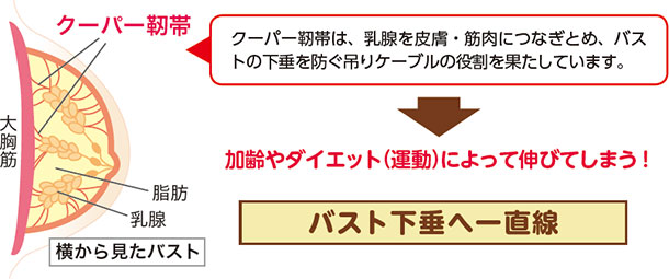 クーパー靭帯 クーパー靭帯は、乳腺を皮膚・筋肉につなぎとめ、バストの下垂を防ぐ吊りケーブルの役割を果たしています。加齢やダイエット(運動)によって伸びてしまう!バスト下垂へ一直線