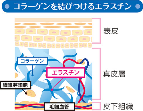 コラーゲンを結びつけるエラスチン