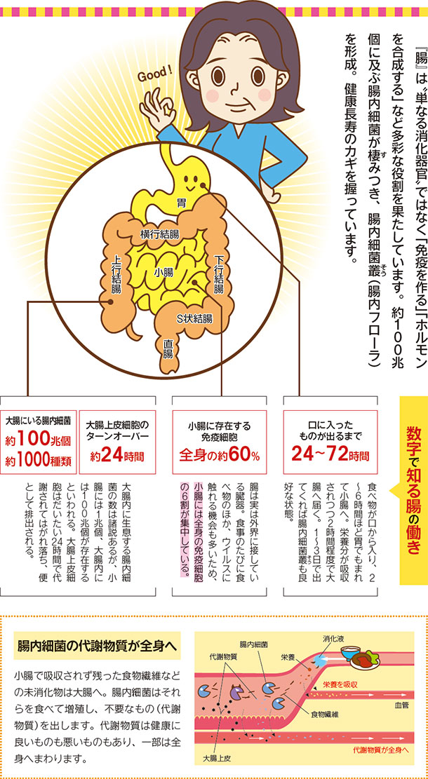 『腸』は単なる消化器官ではなく「免疫を作る」「ホルモンを合成する」など多彩な役割を果たしています。約100兆個に及ぶ腸内細菌が棲みつき、腸内細菌叢(腸内フローラ)を形成。健康長寿のカギを握っています。数字で知る腸の働き 口に入ったものが出るまで24〜72時間 食べ物が口から入り、2〜6時間ほど胃でもまれて小腸へ。栄養分が吸収されつつ2時間程度で大腸へ届く。1〜3日で出てくれば腸内細菌叢も良好な状態。 小腸に存在する免疫細胞 全身の約60% 腸は実は外界に接している臓器。食事のたびに食べ物のほか、ウイルスに触れる機会も多いため、小腸には全身の免疫細胞の6割が集中している。 大腸上皮細胞のターンオーバー 約24時間 大腸にいる腸内細菌 約100兆個 約1000種類 大腸内に生息する腸内細菌の数は諸説あるが、小腸には1兆個、大腸内には100兆個が存在するといわれる。大腸上皮細胞はだいたい24時間で代謝されてはがれ落ち、便として排出される。 腸内細菌の代謝物質が全身へ 小腸で吸収されず残った食物繊維などの未消化物は大腸へ。腸内細菌はそれらを食べて増殖し、不要なもの(代謝物質)を出します。代謝物質は健康に良いものも悪いものもあり、一部は全身へまわります。