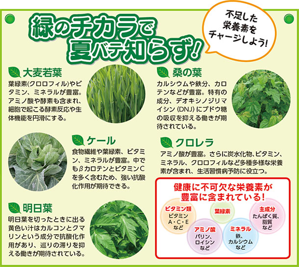 緑のチカラで夏バテ知らず!不足した栄養素をチャージしよう!桑の葉 カルシウムや鉄分、カロテンなどが豊富。特有の成分、デオキシノジリマイシン(DNJ)にブドウ糖の吸収を抑える働きが期待されている。 大麦若葉 葉緑素(クロロフィル)やビタミン、ミネラルが豊富。アミノ酸や酵素も含まれ、細胞で起こる酵素反応や生体機能を円滑にする。 クロレラ アミノ酸が豊富。さらに炭水化物、ビタミン、ミネラル、クロロフィルなど多種多様な栄養素が含まれ、生活習慣病予防に役立つ。 ケール 食物繊維や葉緑素、ビタミン、ミネラルが豊富。中でもβカロテンとビタミンCを多く含むため、強い抗酸化作用が期待できる。 明日葉 明日葉を切ったときに出る黄色い汁はカルコンとクマリンという成分で抗酸化作用があり、巡りの滞りを抑える働きが期待されている。健康に不可欠な栄養素が豊富に含まれている!