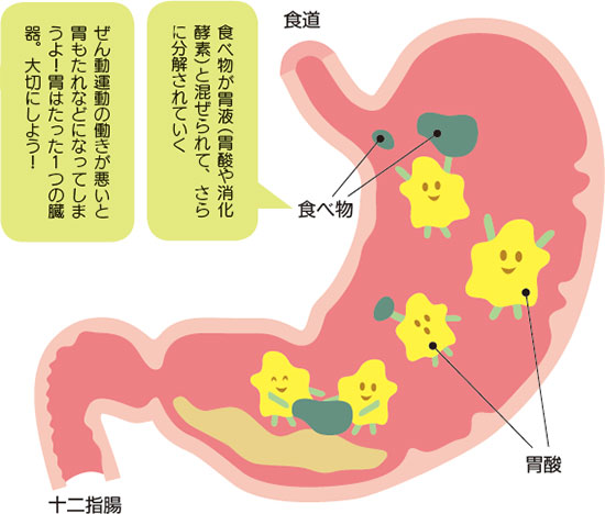 食べ物が胃液(胃酸や消化酵素)と混ぜられて、さらに分解されていく ぜん動運動の働きが悪いと胃もたれなどになってしまうよ!胃はたった1つの臓器。大切にしよう!