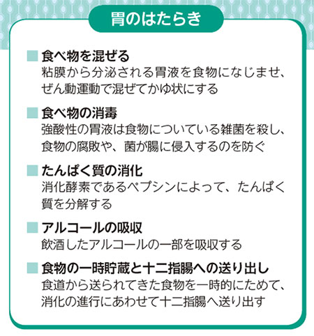 胃のはたらき 食べ物を混ぜる 粘膜から分泌される胃液を食物になじませ、ぜん動運動で混ぜてかゆ状にする 食べ物の消毒 強酸性の胃液は食物についている雑菌を殺し、食物の腐敗や、菌が腸に侵入するのを防ぐ たんぱく質の消化 消化酵素であるペプシンによって、たんぱく質を分解する アルコールの吸収 飲酒したアルコールの一部を吸収する 食物の一時貯蔵と十二指腸への送り出し食道から送られてきた食物を一時的にためて、消化の進行にあわせて十二指腸へ送り出す