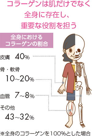コラーゲンは肌だけでなく全身に存在し、重要な役割を担う 全身におけるコラーゲンの割合 皮膚40% 骨・軟骨10〜20% 血管 7〜8% その他 43〜32%
