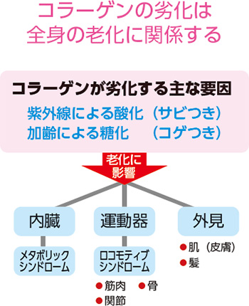 コラーゲンの劣化は全身の老化に関係する