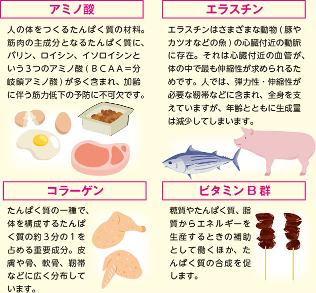 人の体をつくるたんぱく質の材料。筋肉の主成分となるたんぱく質に、バリン、ロイシン、イソロイシンという3つのアミノ酸(BCAA=分岐鎖アミノ酸)が多く含まれ、加齢に伴う筋力低下の予防に不可欠です。エラスチンはさまざまな動物(豚やカツオなどの魚)の心臓付近の動脈に存在。それは心臓付近の血管が、体の中で最も伸縮性が求められるためです。人では、弾力性・伸縮性が必要な靭帯などに含まれ、全身を支えていますが、年齢とともに生成量は減少してしまいます。コラーゲンはたんぱく質の一種で、体を構成するたんぱく質の約3分の1を占める重要成分。皮膚や骨、軟骨、靭帯などに広く分布しています。ビタミンB群は糖質やたんぱく質、脂
質からエネルギーを生産するときの補助として働くほか、たんぱく質の合成を促します。