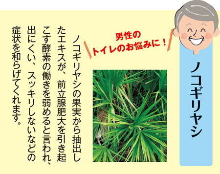 ノコギリヤシ 男性のトイレのお悩みに ノコギリヤシの果実から抽出したエキスが、前立腺肥大を引き起こす酵素の働きを弱めると言われ、出にくい、スッキリしないなどの症状を和らげてくれます。