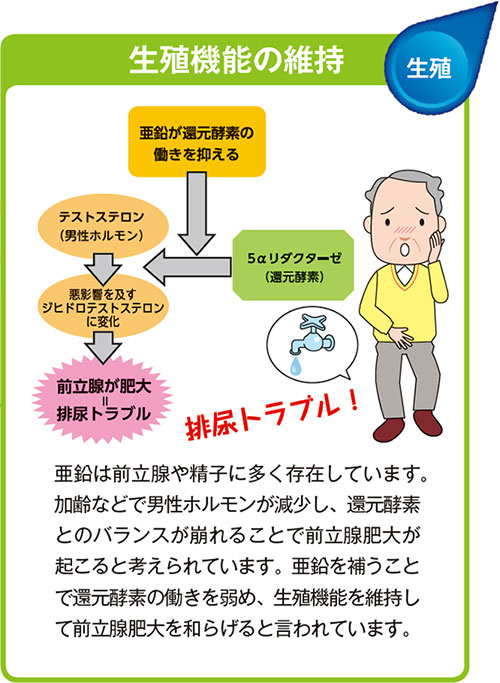 生殖機能の維持 亜鉛は前立腺や精子に多く存在しています。加齢などで男性ホルモンが減少し、還元酵素とのバランスが崩れることで前立腺肥大が起こると考えられています。亜鉛を補うことで還元酵素の働きを弱め、生殖機能を維持して前立腺肥大を和らげると言われています。