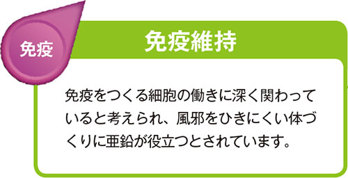 免疫維持 免疫をつくる細胞の働きに深く関わっていると考えられ、風邪をひきにくい体づくりに亜鉛が役立つとされています。